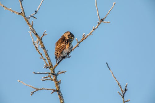 Immagine gratuita di acrodonte, albero, animale