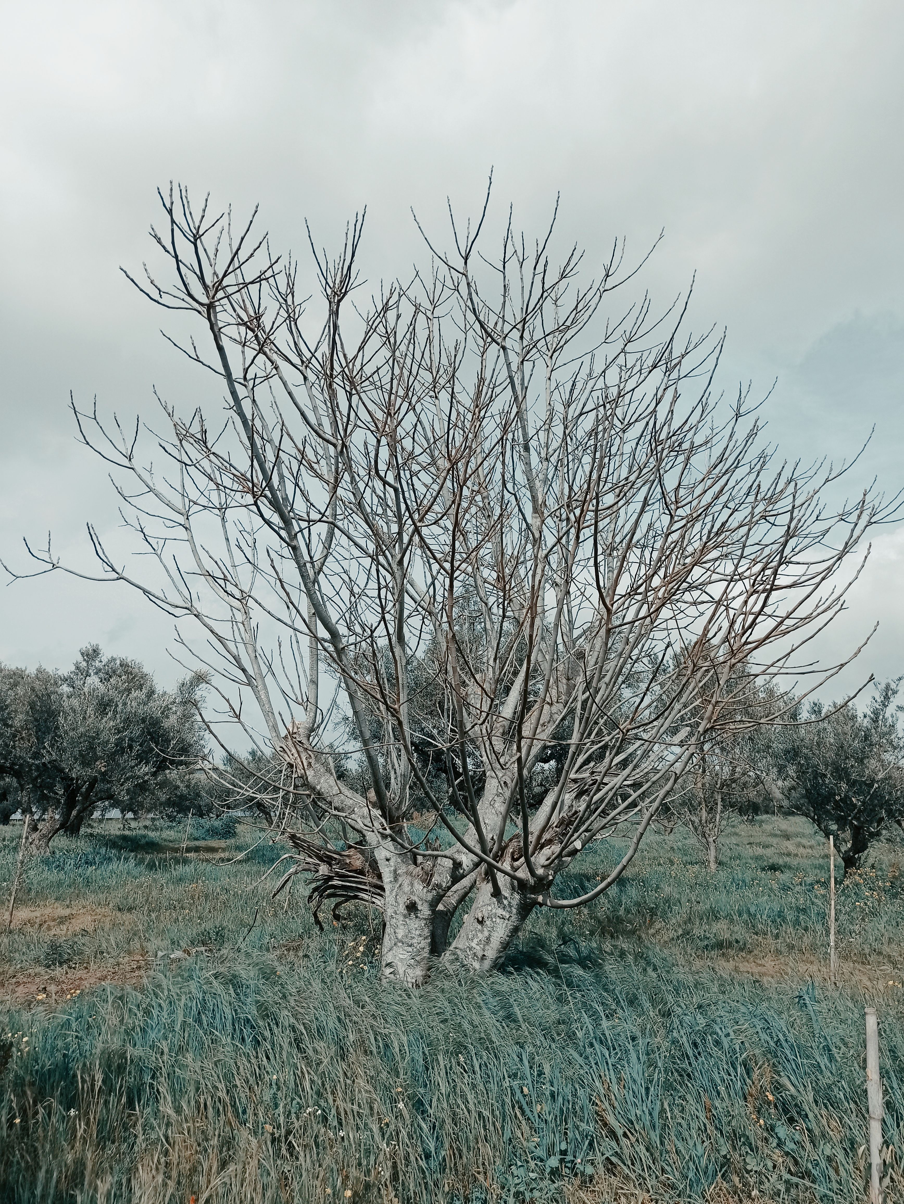 Barren tree standing alone in a grassy field under a cloudy sky in Kalamata, Greece.