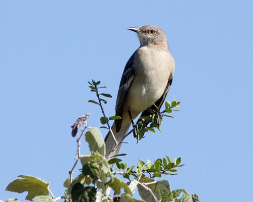 Northern Mockingbird on Tree
