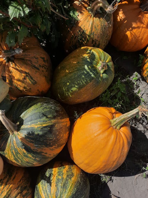 A Bunch of Orange and Green Pumpkins 