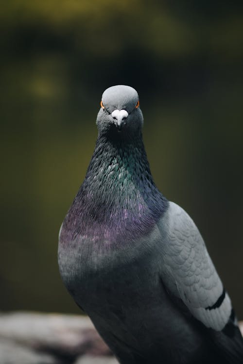 동물 사진, 부리, 비둘기의 무료 스톡 사진
