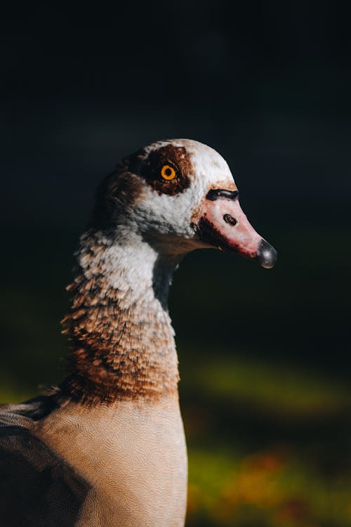 Kostenloses Stock Foto zu ente, nahansicht, schnabel