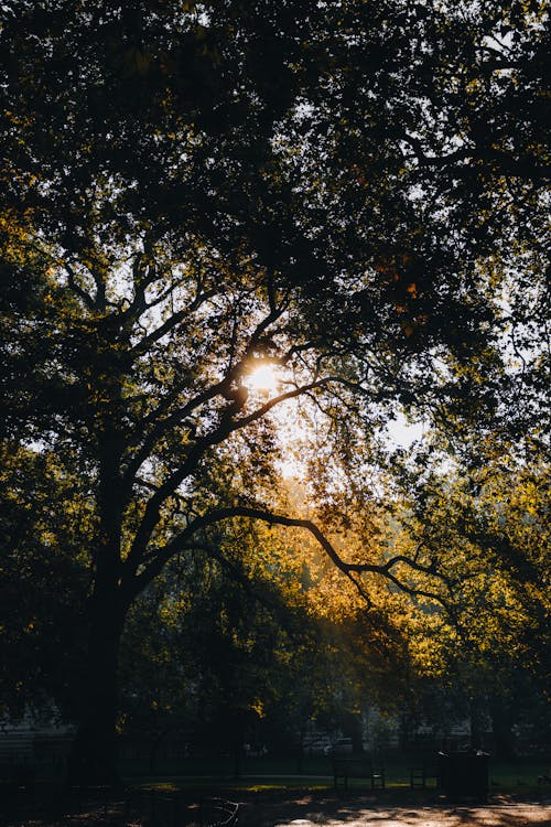 Kostenloses Stock Foto zu äste, baum, laub