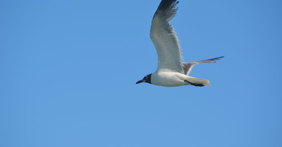Free stock photo of sea gull