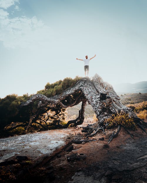 Man Standing on a Tree with Arms Spread 