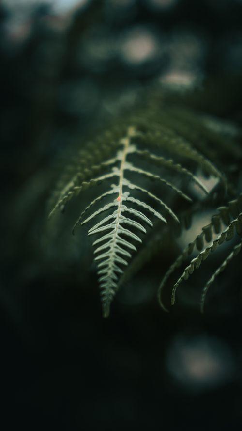 Free A detailed close-up photo highlighting the texture and pattern of a green fern leaf. Stock Photo