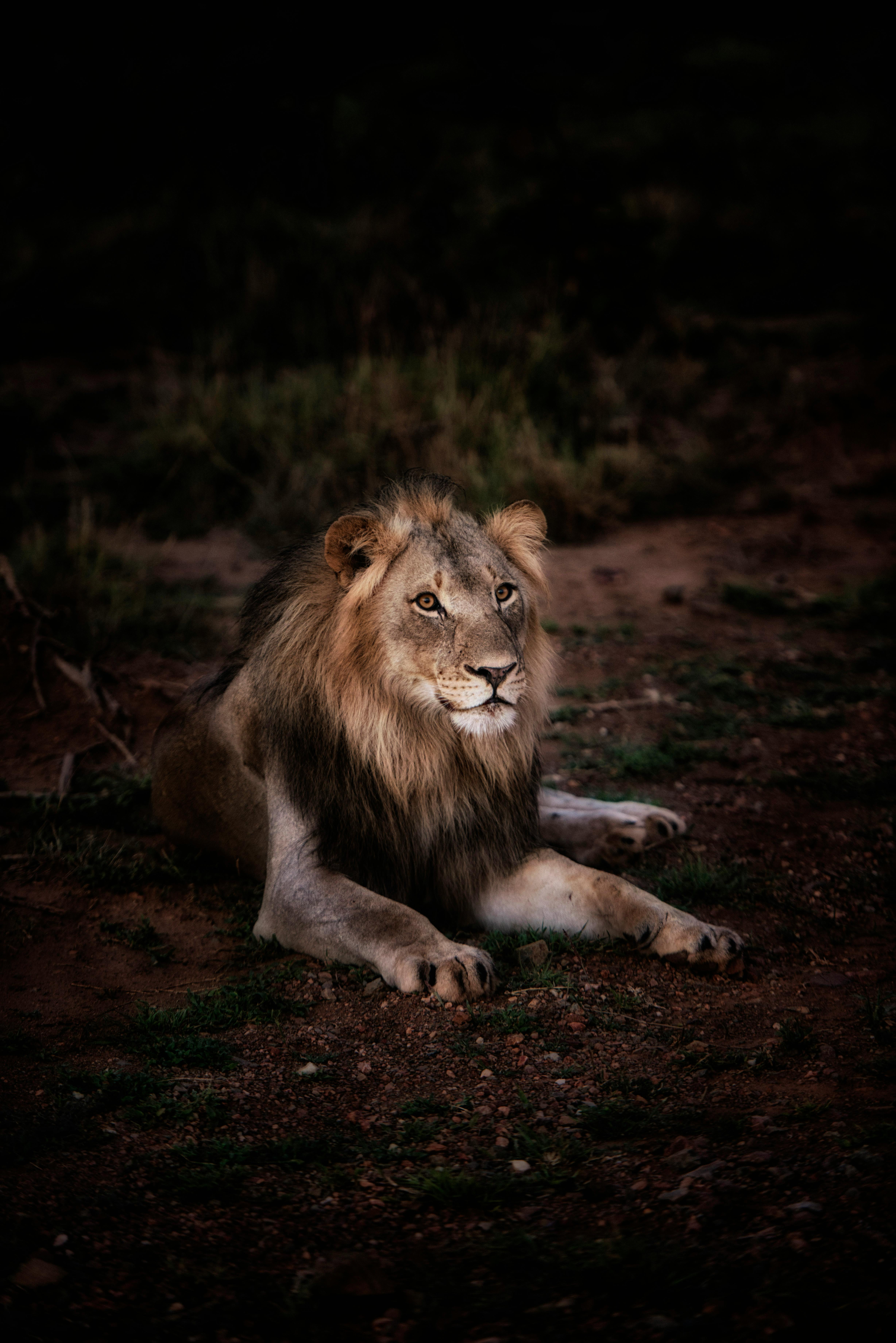 Lion 4K wallpapers for your desktop or mobile screen free and easy to  download