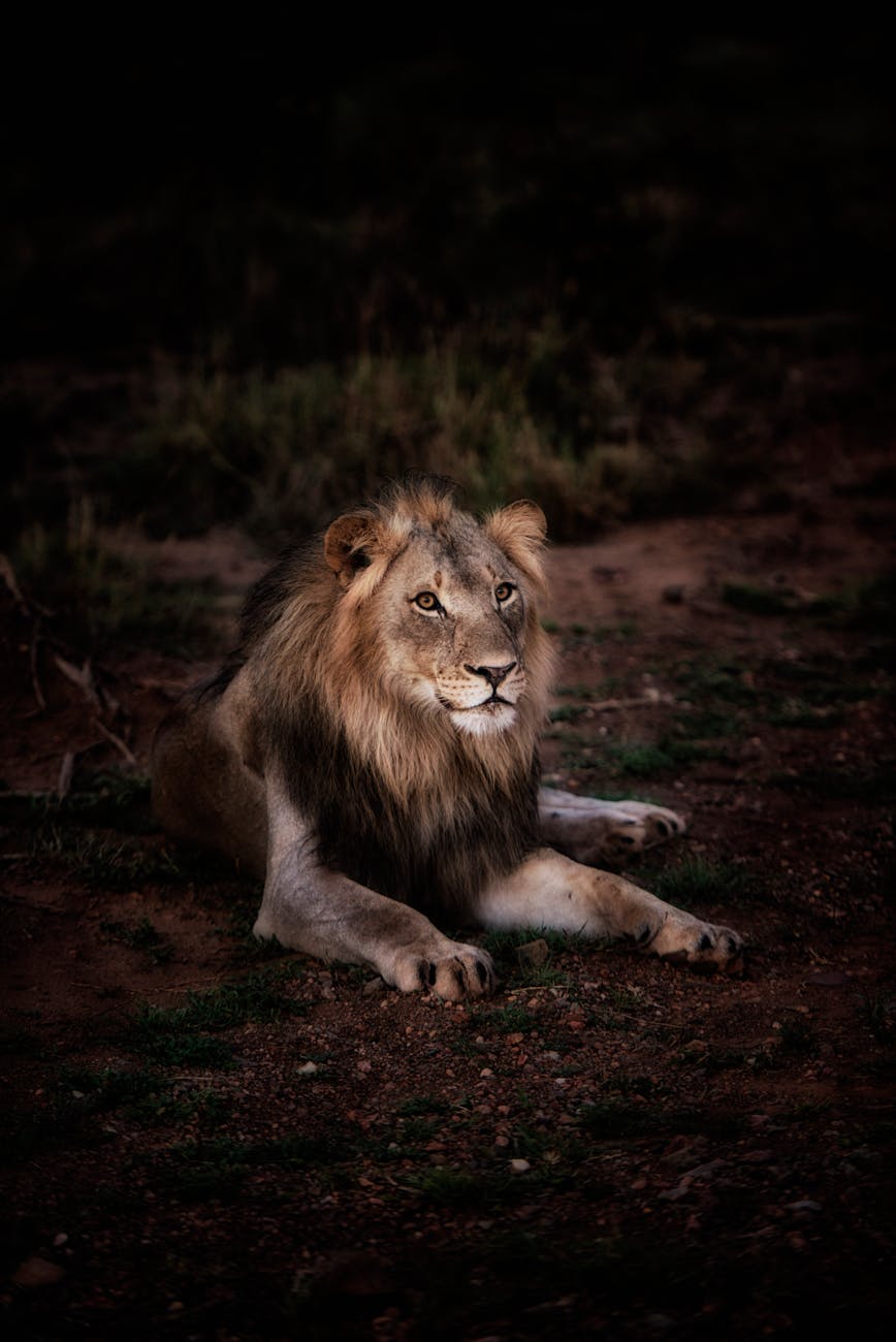 أجمل صور الاسود | Lions Photos Pexels-photo-1912176