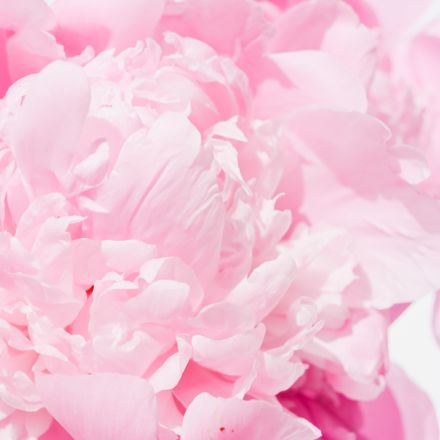 Close-up of pink peony petals — photo by Studio Naae on Pexels