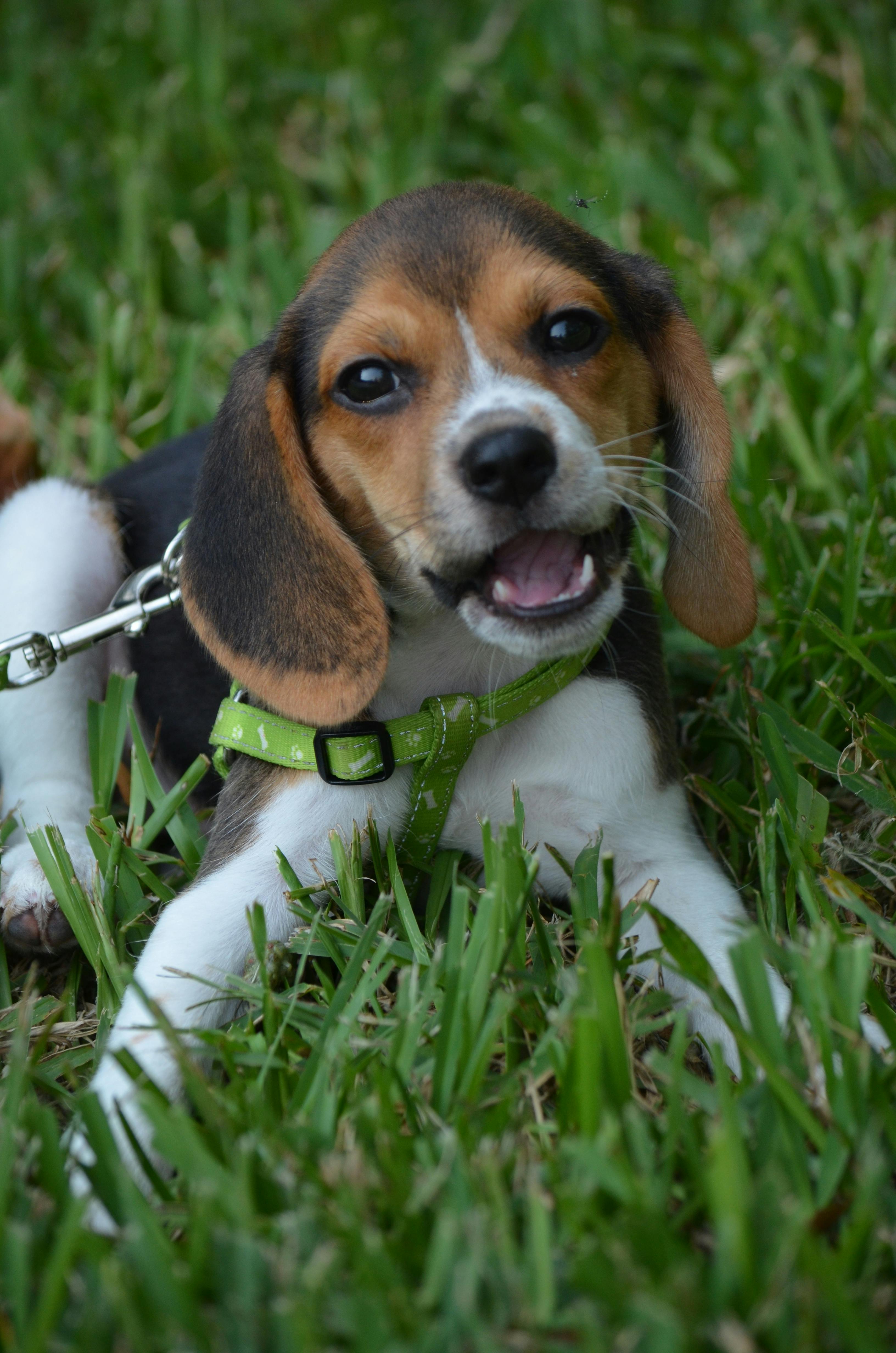 Free stock photo of beagle puppy