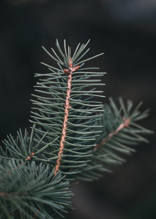Close-up of a Coniferous Branch 