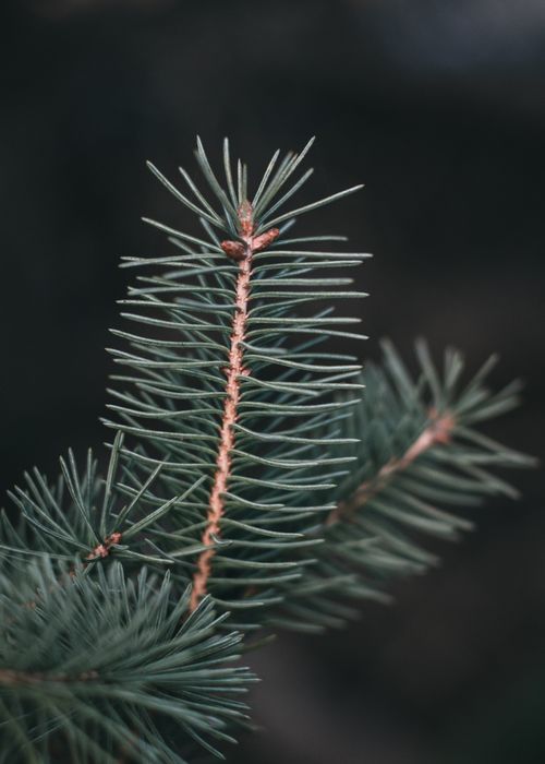Free Detailed view of green pine needles on an evergreen branch showcasing natural textures. Stock Photo