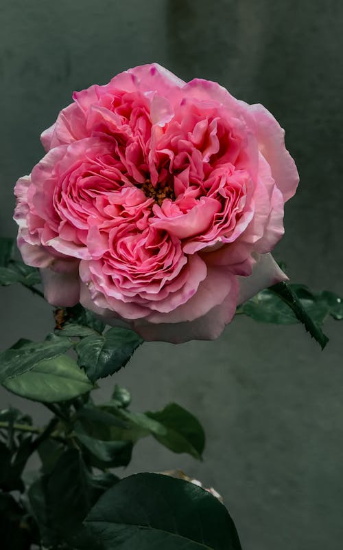 Foto profissional grátis de cor-de-rosa, flor, foco seletivo