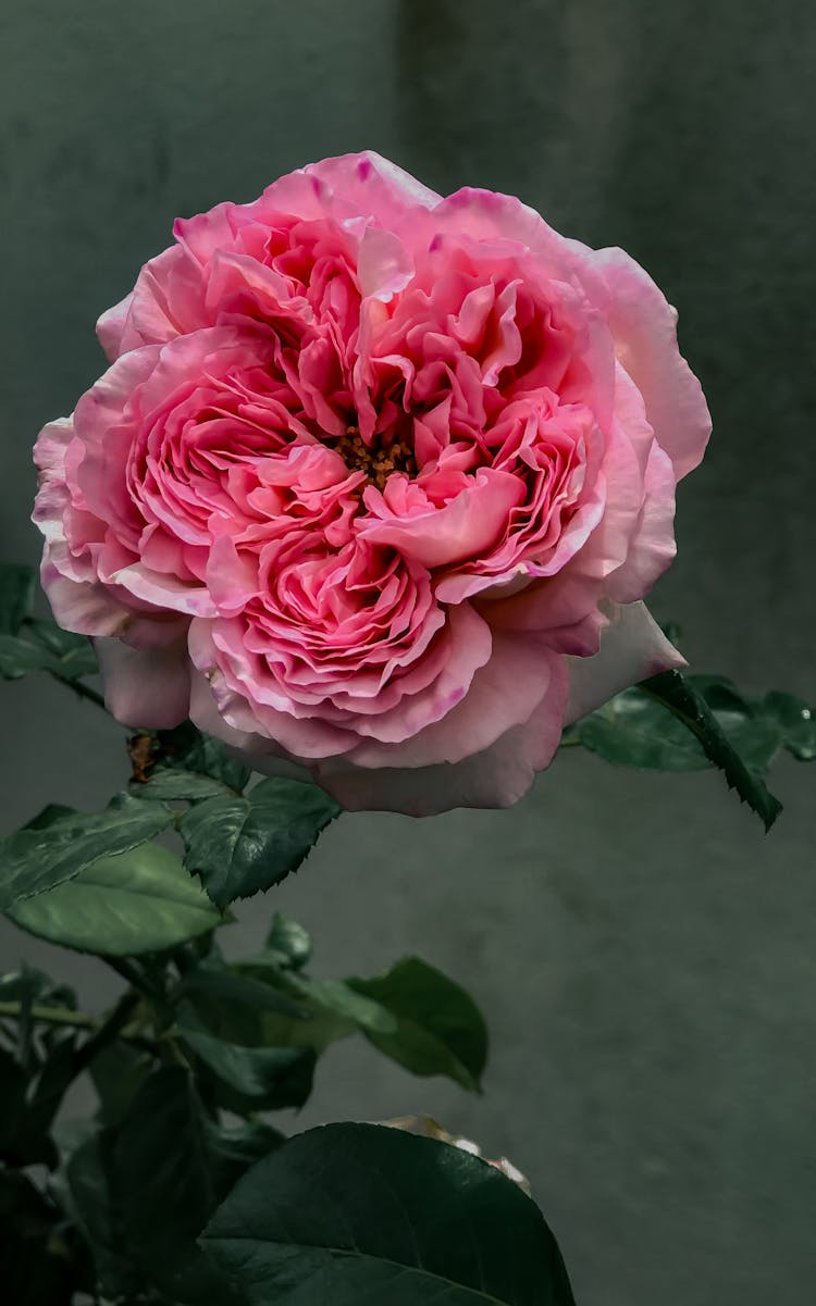 Pink Rose Flower