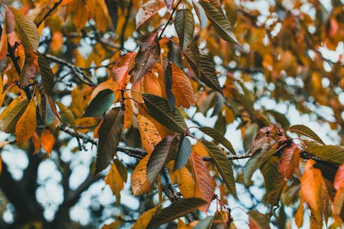 Closeup of Autumn Leaves on a Tree