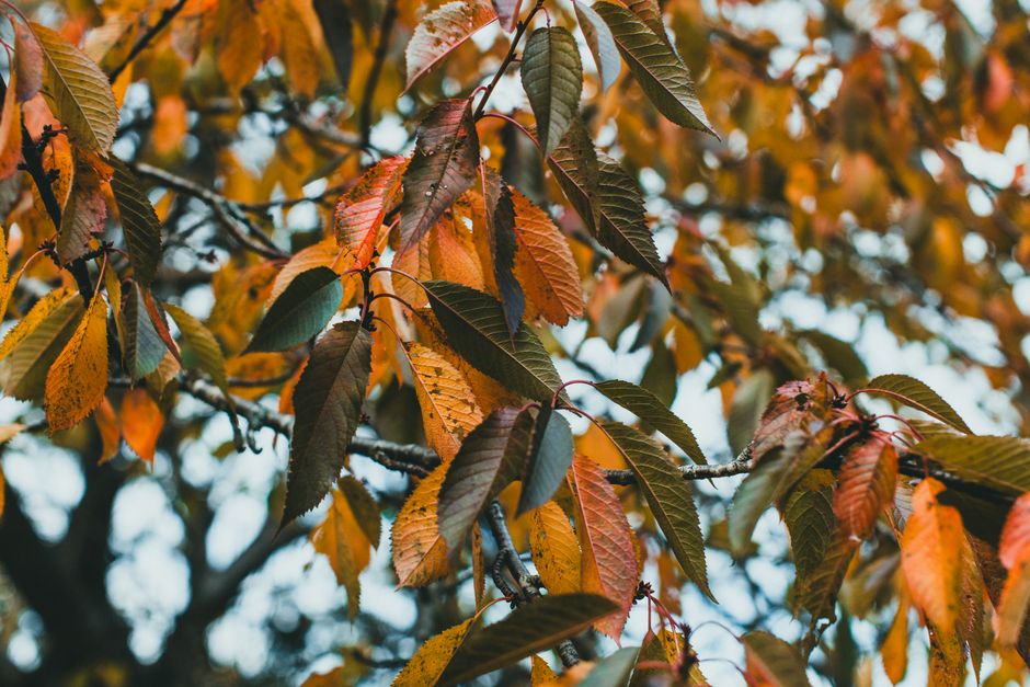 Close-up of rich autumn leaves on tree branches — fall pruning timing in Surrey BC