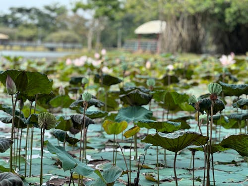 River plants