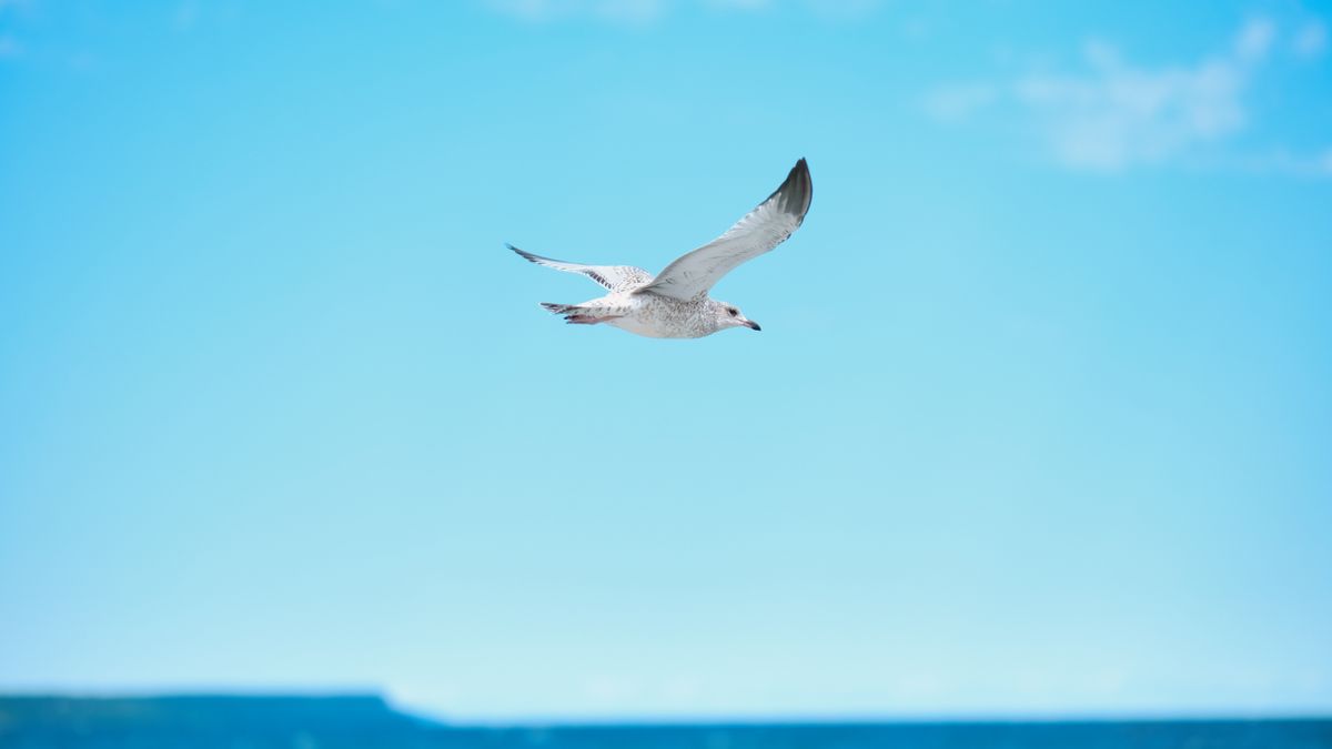 White seagull flying in blue sky in daylight · Free Stock Photo