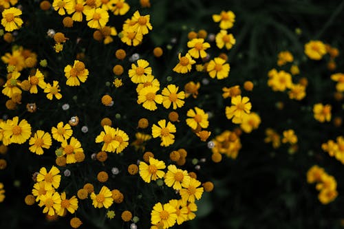 คลังภาพถ่ายฟรี ของ การเจริญเติบโต, ดอกไม้สีเหลือง, ต้นไม้