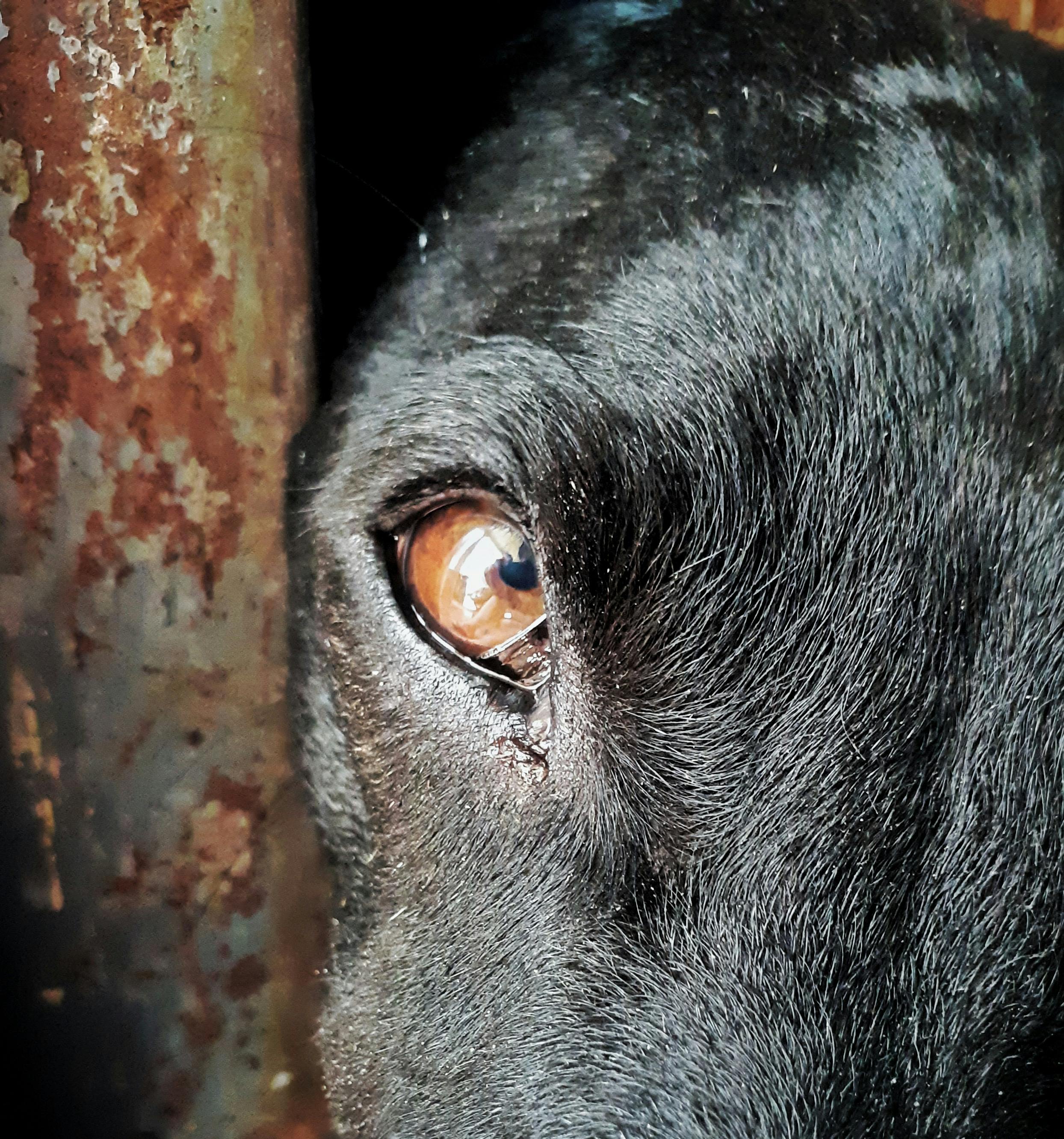 Free stock photo of #dog, #eye