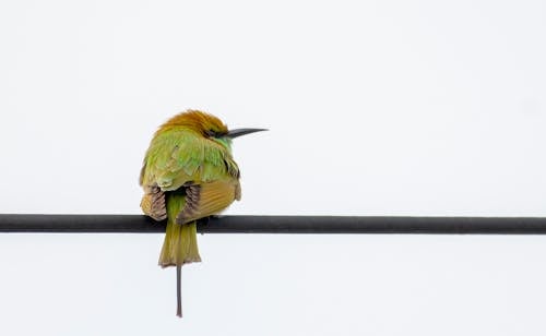 Kostnadsfri bild av Asiatisk Gren Bee-Eater, bar, djurfotografi