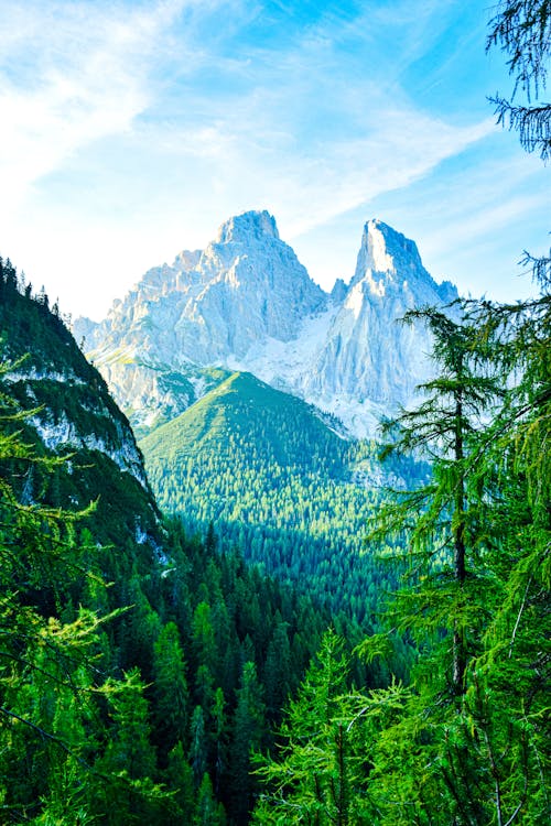 Green Forest in Valley in Mountains