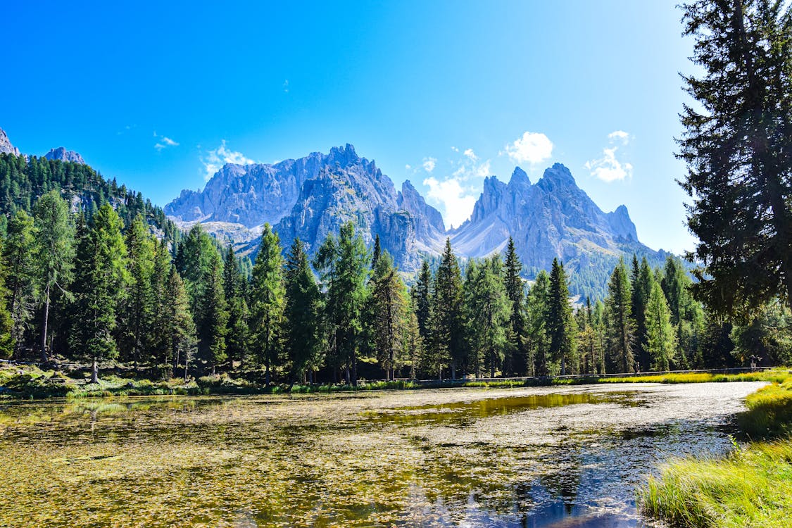 Foto d'estoc gratuïta de arbres, bosc, dolomites