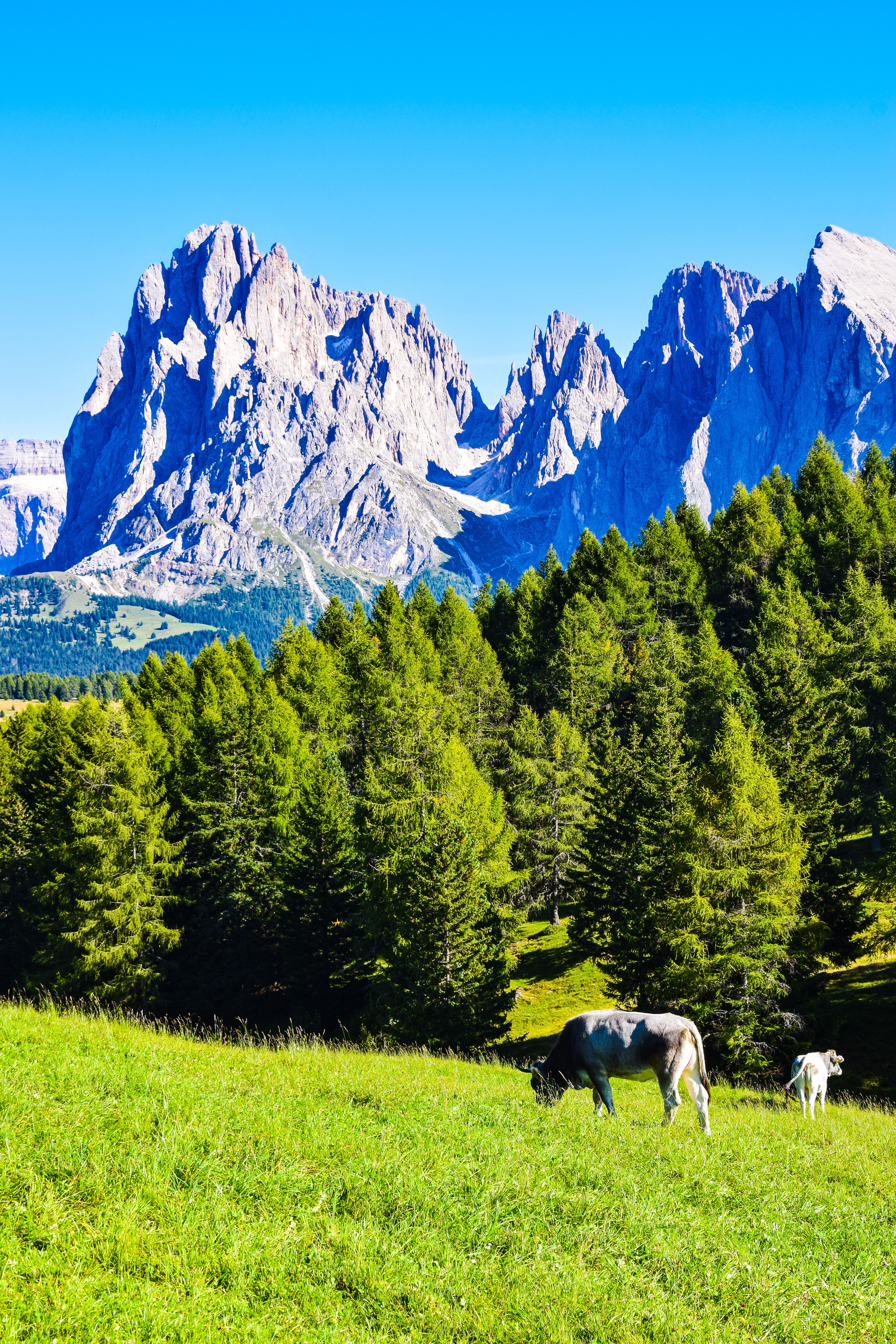 Two cows grazing in a field with mountains in the background · Free ...