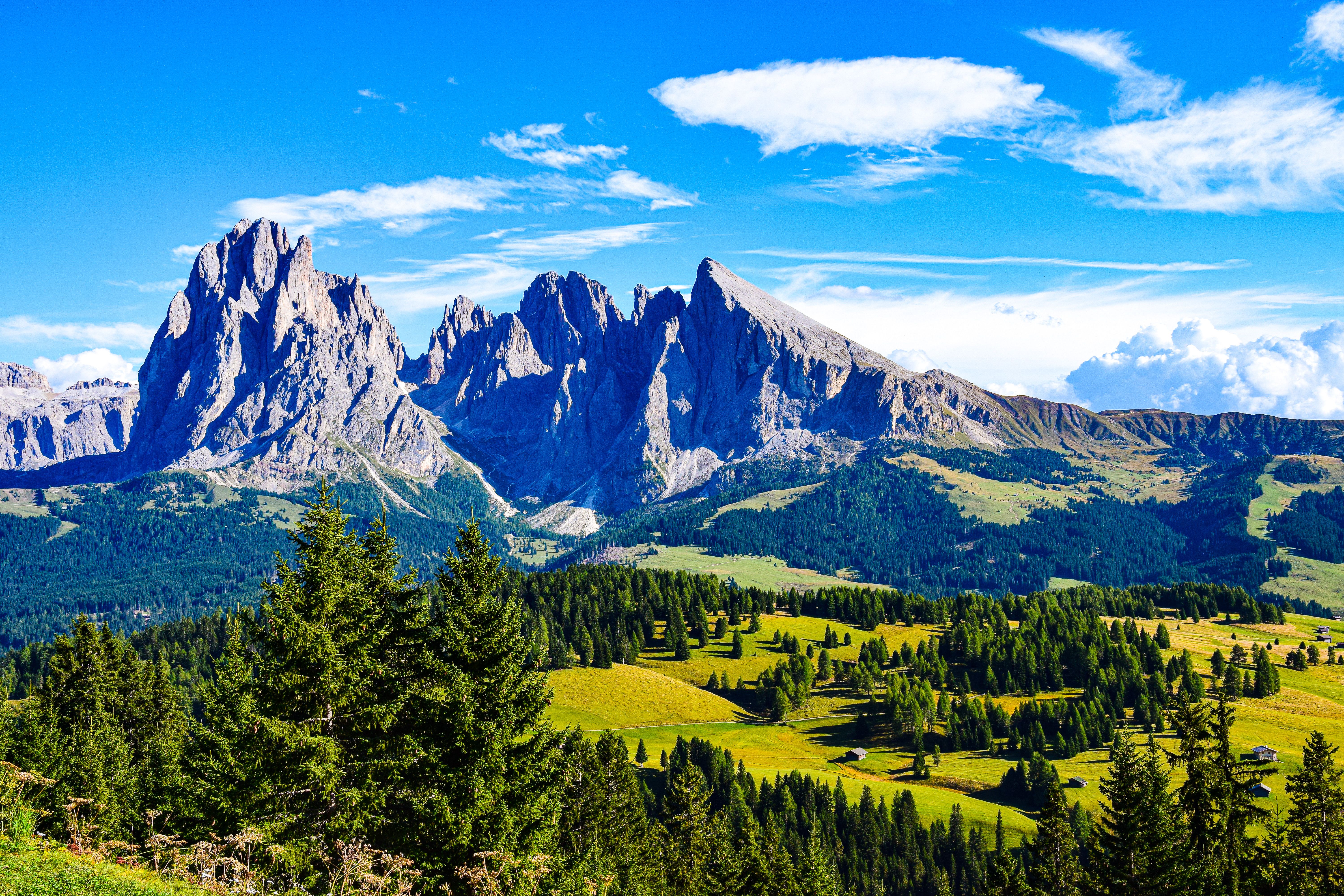 Forest in Dolomites in Italy · Free Stock Photo