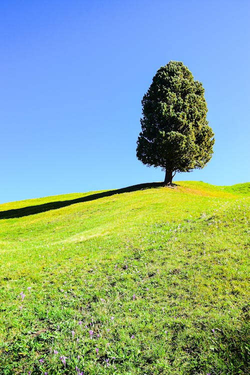 Kostenloses Stock Foto zu außerorts, baum, grasfläche