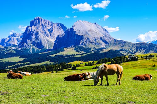 Horses Grazing on Meadow in Dolomite Alps