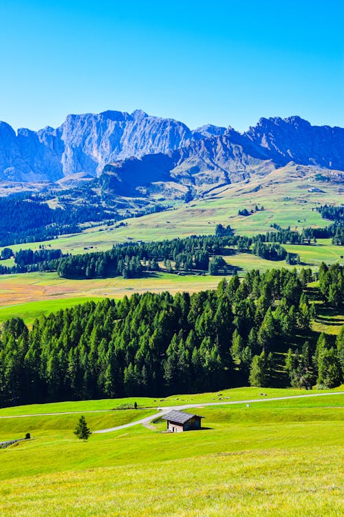 Foto profissional grátis de Alpes, alpino, árvores