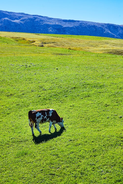 Cows on Alpine Meadow