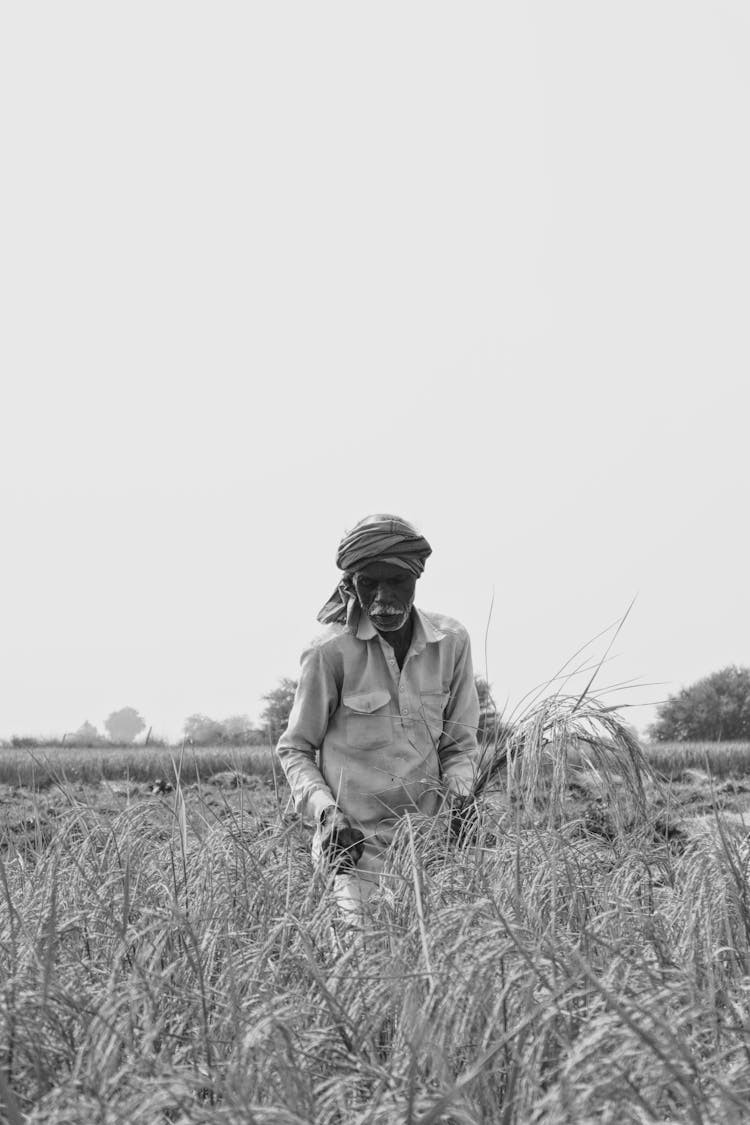 Elderly Man On A Plantation Field In Black And White