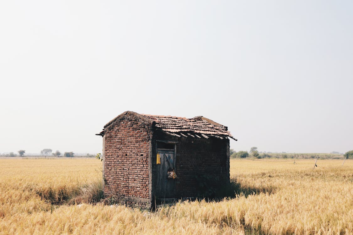 Old Shed in a Field 