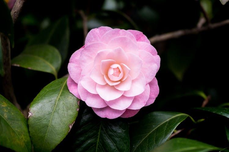 Pink Flower In Nature