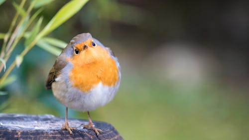 Small Robin Bird