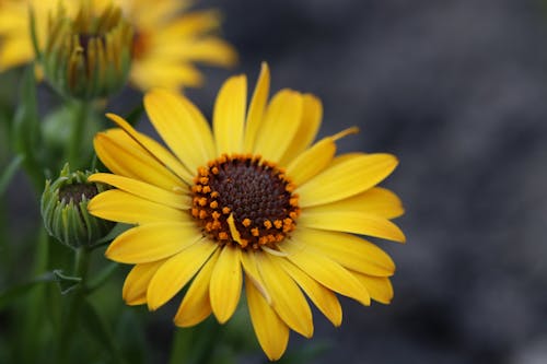 Yellow Flower in a Garden