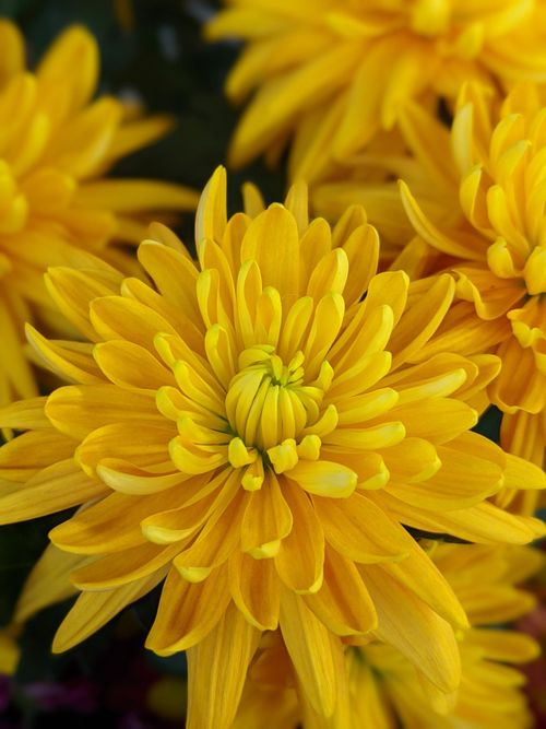 Free A detailed view of blooming yellow chrysanthemums, capturing their vibrant petals and lush appearance. Stock Photo