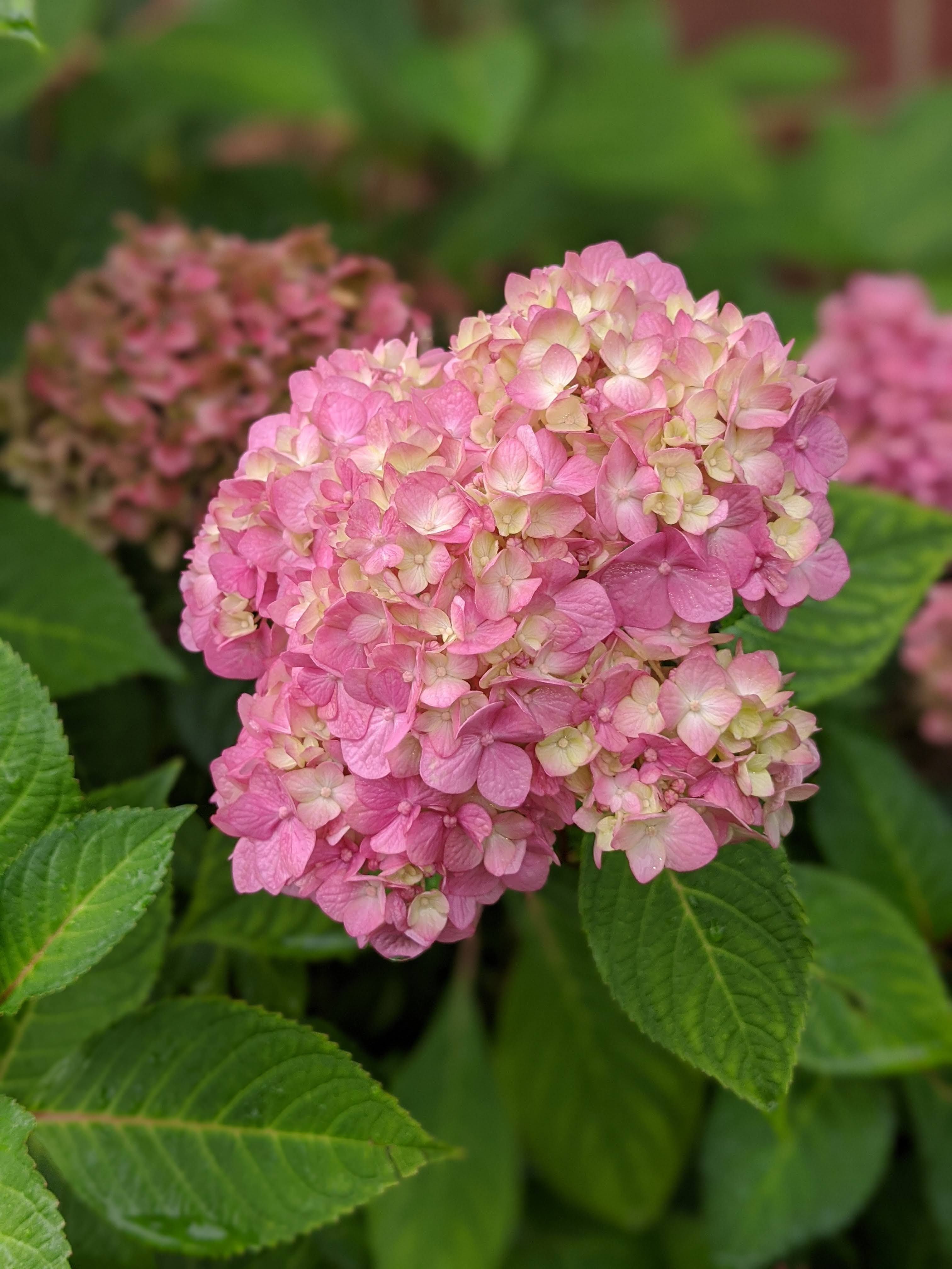 Diagnosing & Organically Fixing Yellowing Hydrangea Leaves (Interveinal Chlorosis): A Step-by-Step Guide to Lush Green Foliage and Vibrant Blooms