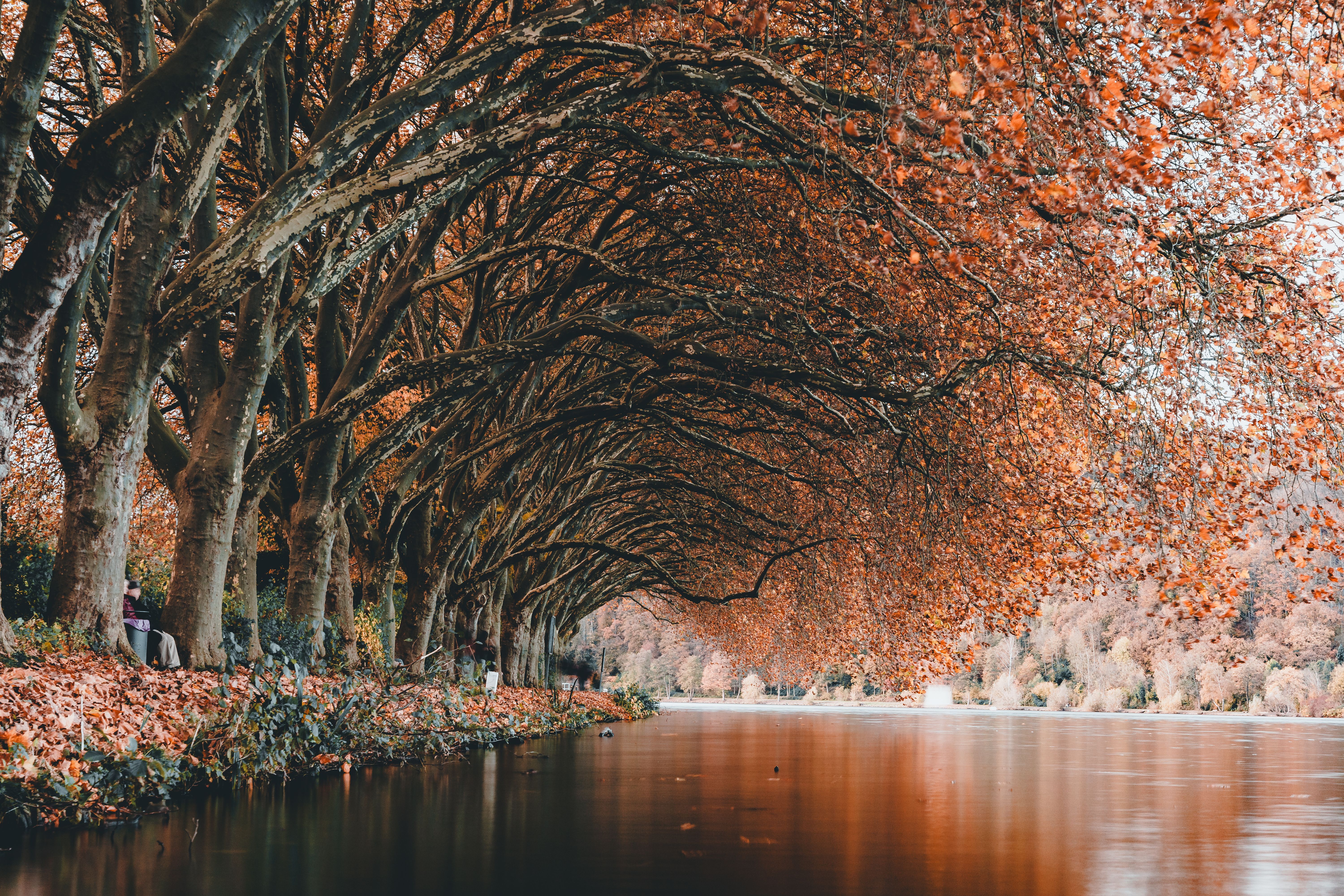 Scenic Autumn Landscape with a Lake · Free Stock Photo