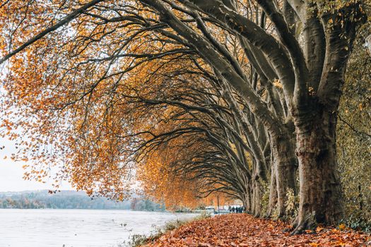 Serene fall landscape with colorful trees lining a lakeside path in Essen, Germany.