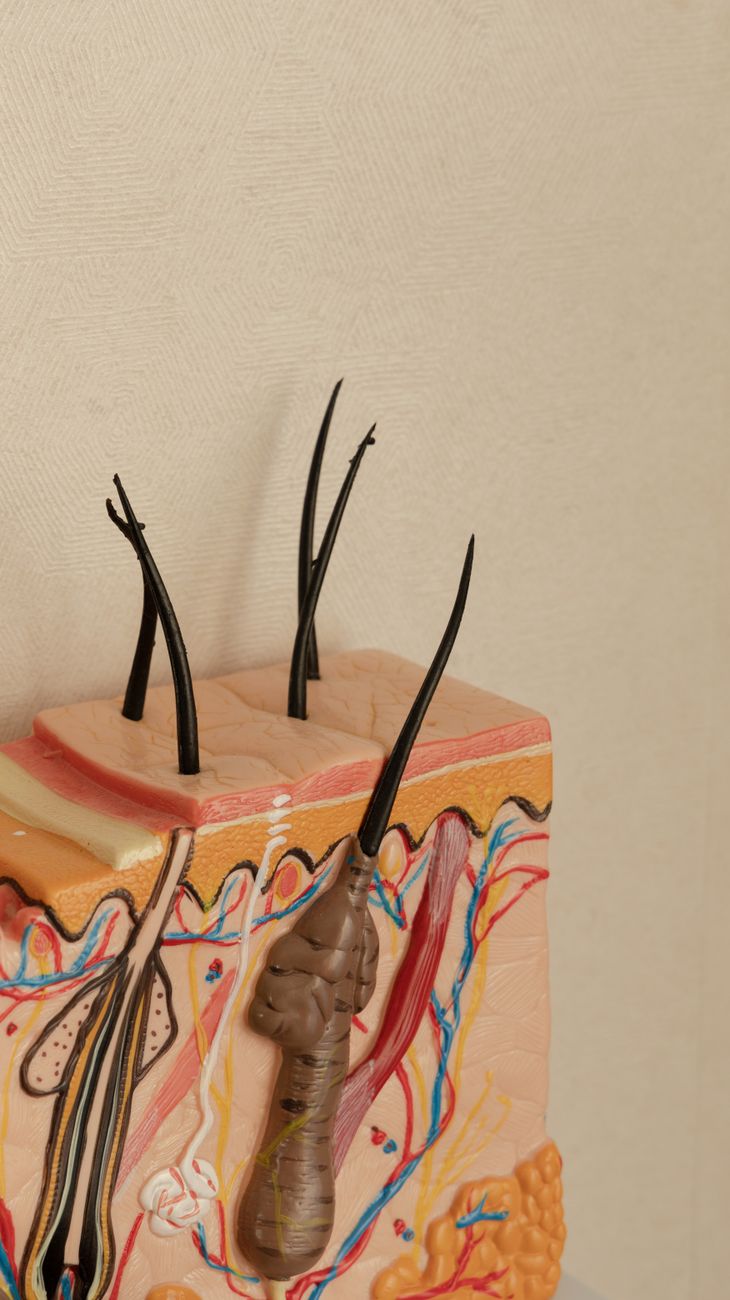 Illustration of hair follicles within the scalp, used here to show the tissue that matters more than a blood hormone reading alone.