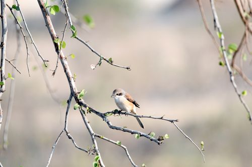 Free A shrike bird sitting on a branch in the forest, showcasing its natural habitat. Stock Photo