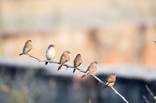 Six Sparrows Perching on Branch