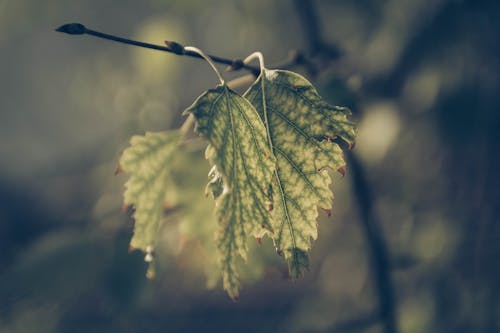 Foto d'estoc gratuïta de arbre de bedoll, bokeh, branca