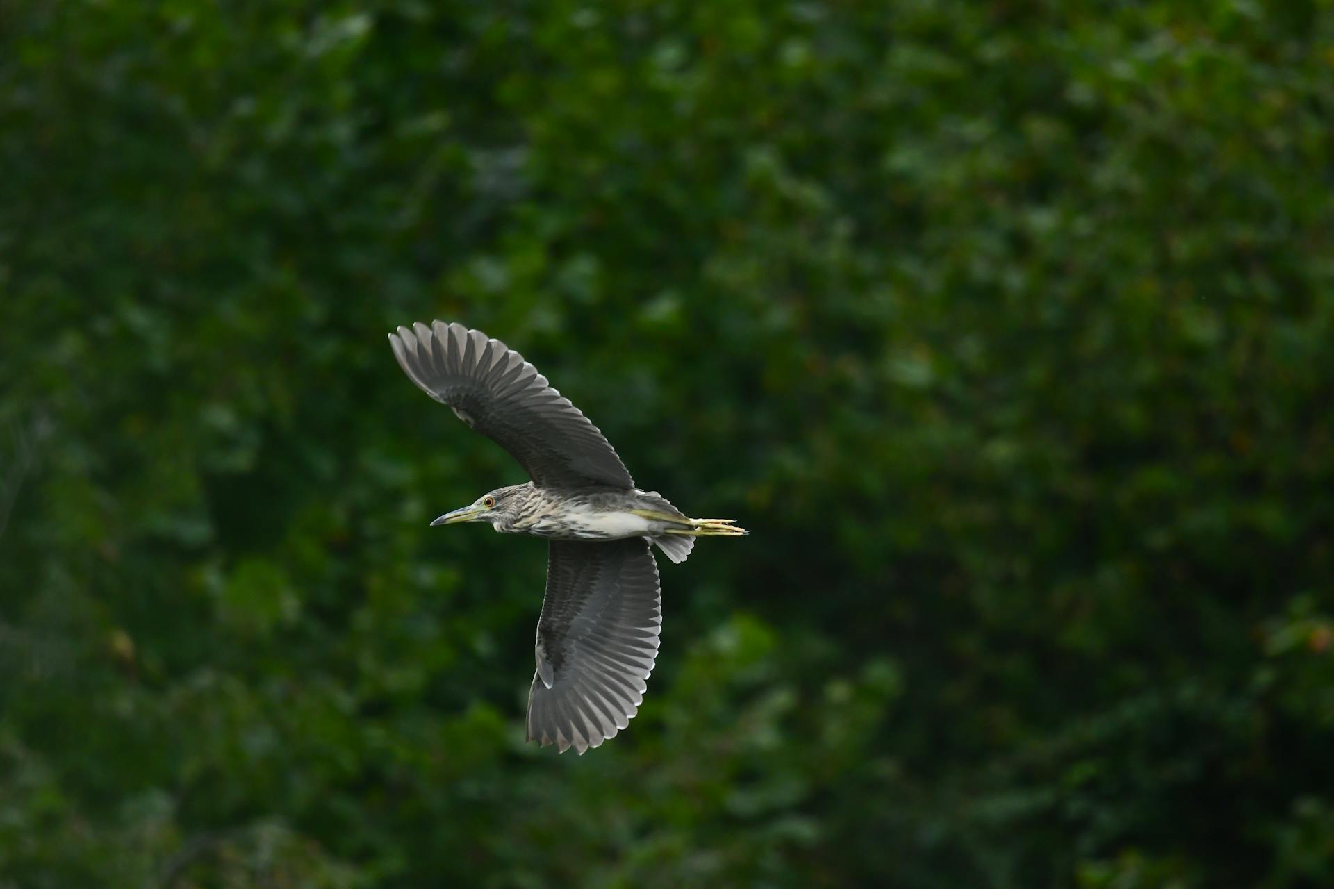 Heron Bird in Flight