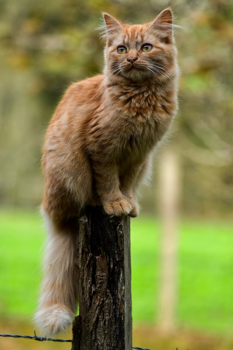 Cat On Wooden Post