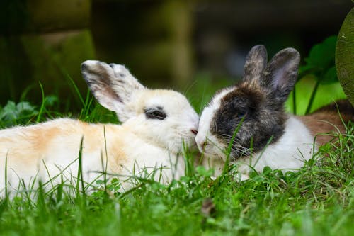 Imagine de stoc gratuită din a închide, animale de casă, fotografie de animale