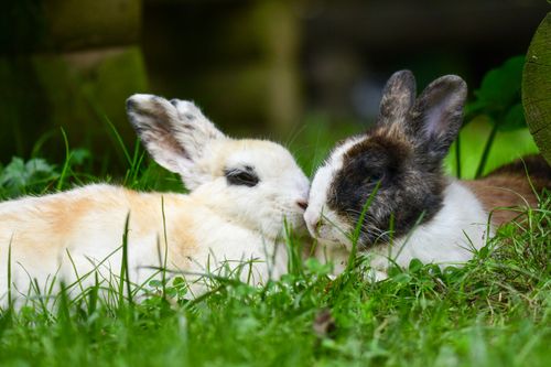 Free Two rabbits lying together on lush green grass, creating a peaceful and intimate scene. Stock Photo